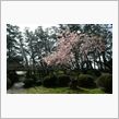 春は桜