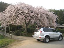 枝垂れ桜を見ても、やっぱり土いじり