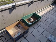 日なたぼっこ