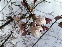 桜咲く