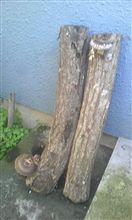 椎茸が出てたョ！