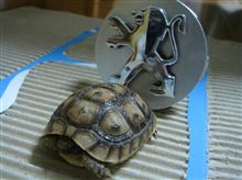 亀ライオン