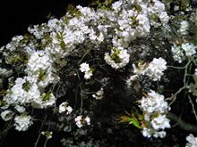 夜桜見物