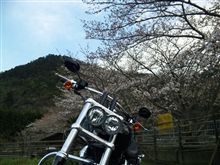 太っちょボブ