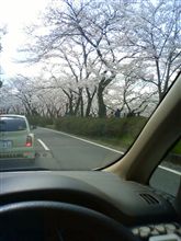 満開ぃぃ