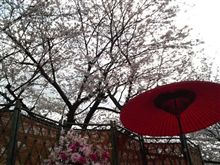 O-Hanami