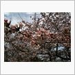農林団地の桜は？その2