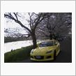 桜と菜の花と愛車