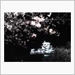 観桜会