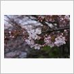 桜散策・その1　山科～小関峠越え