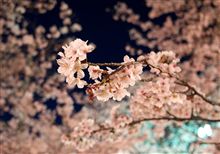 花見、花見っと