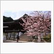 桜散策・その2　三井寺～近江神宮