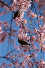 京都花見　北野編