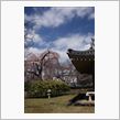 京都花見　醍醐寺編