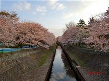 ひと足早く朝の桜(*゜.゜)ホ・(*゜。゜)ホーーッ!!