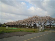 海軍道路の桜並木