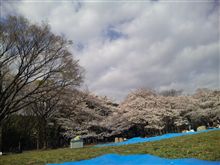 お花見（・∀・）