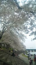 花見v( ̄ー ̄) 花見v( ̄ー ̄)