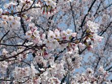 桜を撮ってきた