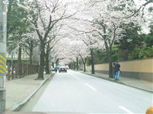 桜通り