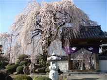 今年は　ダンナも　山梨の　お花見へ～♪