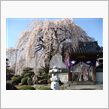 今年は　ダンナも　山梨の　お花見へ～♪