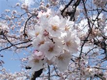 夜桜は満開。お山は五分咲き。