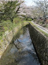 昨日今日の桜