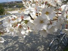 花見♪