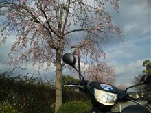 ２０１０桜めぐり引き継ぎま～す