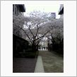 桜満開