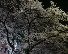 夜桜見物