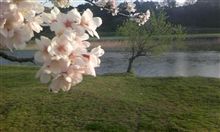 桜はいいですね。