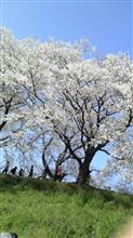 2010年お花見の会