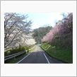 お花見ドライブ
