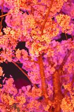 夜桜 夜桜