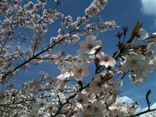 花見に行きました