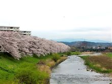 入間川の桜