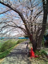 桜を求めて