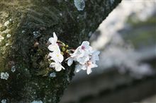 エコッテドウヨ
