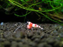 海老が好き