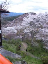 吉野千本桜♪