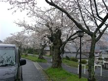 :::( ^^)T ::: 雨桜・濡れ桜in岩国 :::( ^^)T ::: 雨桜・濡れ桜in岩国
