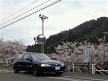 洗車したんで、桜とシビック（&#180;∀｀＊）
