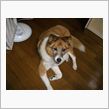 亡くなりました（涙