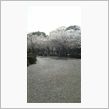 鶴舞公園桜①