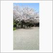 鶴舞公園桜②
