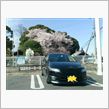 桜をバックに…