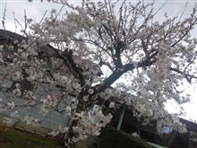 我が家の桜も(-^〇^-)