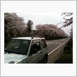 農林団地の桜 その3